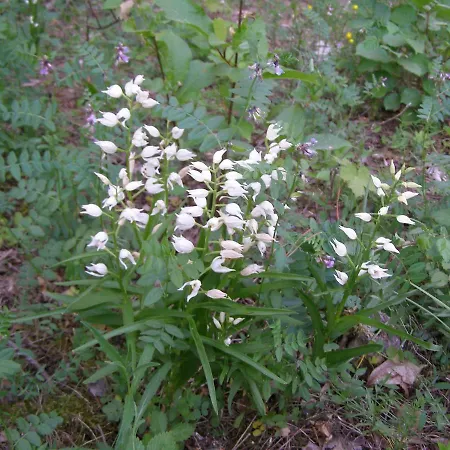 Kipi-koovi Centre Park za odmor *